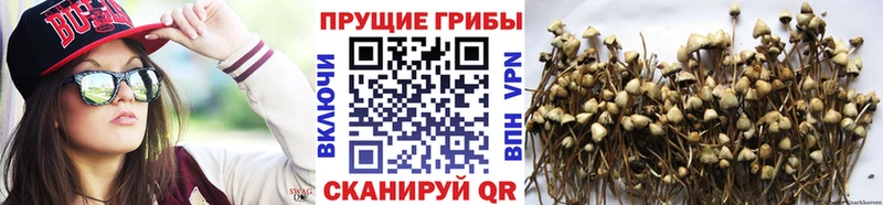 кракен зеркало  как найти закладки  Балабаново  Псилоцибиновые грибы Psilocybe 